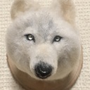 コンテイジョン 狼とフォースの森