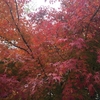 秋の紅葉in清州(韓国)