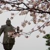 桜行脚第3弾は雨中の桜　～ちょっと人込みの中へ～