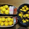収穫