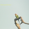 Long-tailed Parakeet オナガダルマインコ (カリマンタンの鳥その2)