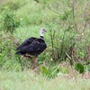 カンムリサケビドリ(Southern Screamer)