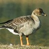 北方からヒシクイ　絶滅危惧の冬鳥飛来　和歌山県