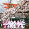 桜特集！京都の桜の名所と穴場スポットを巡る