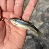 ウグイとカワムツと、、、最後にドラマが起きる！？