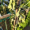 野菜にも危険な暑さ？