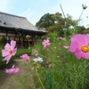 秋はコスモス寺こと般若寺