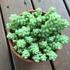『新玉つづり』の成長記録【多肉植物】