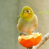 はちみつれもん