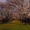 津市　かくれた桜の名所　1 (雲出川近くの廃線跡)