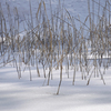 再びの草津①　～残雪の林のなかで～