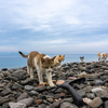 隣県西部離島のねこさん