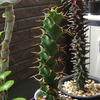 柱状ユーフォルビアに夢中