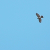 カンムリオオタカ Crested Goshawk