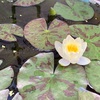 図書館の花壇で見つけたバラの花　