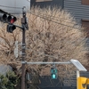 何処からかは不明ですが・・・移植された沖縄の県花「デイゴ」の強剪定をしました👀