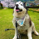 降っても☂晴れても☀写真散歩の日記♪