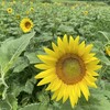 🌻ひまわり畑が見頃に！スイカ・かぼちゃを収穫🍉