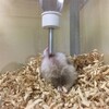 しろあん744日目