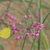 らっきょうの花と黄色い蝶（2022/11/16今朝の一枚）