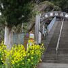 吾妻山公園の菜の花
