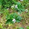 シロバナリュウキュウコスミレが咲いてます。
