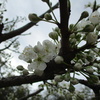 大磯城山公園の旧吉田茂邸見学（大磯散策その１）