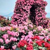 サンポート高松　バラ園