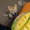 今年も柴ちゃんとメロン！楽天のふるさと納税の桃リベンジ 今日の柴ちゃん320