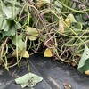 🌿サツマイモのつる上げ作業