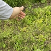 地植えして傷んだティーツリー（メラレウカ）に新芽が！！【オージープランツ】
