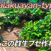 クアラクアヤンtype１の極美ブセ群生株の作り方