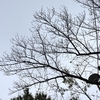 あの花が咲く公園で、今日も君（桜）に会えました。