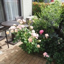 kaco's small rose garden