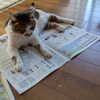 猫達の暑い夏　＆　CAM植物など
