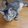 タイムシェア