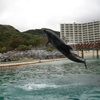 沖縄旅行その4(美ら海水族館・イルカと写真・鉄板焼)
