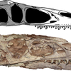 メガラプトルの幼体、そして・・・