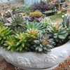 年末の寄せ植え等