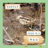 守谷沼（守谷市）｜タシギ、コチドリなど 【4月】