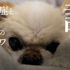 ロンスーの飼い主裏話