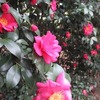 2026.1.11　松見公園～21とんQ