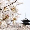 しめくくりの桜