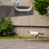 地元住宅街のねこさん