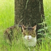 猫も「寄らば大樹の陰」？