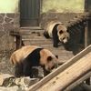 動物園の動物達