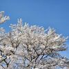 桜花爛漫、春爛漫♪