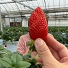 【ご褒美】いちご狩り🍓＆ランチ