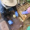 無駄巣の再利用