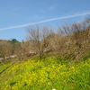 黄色いオキザリスと蜜蜂＆気分は職人（みかんの刈り込み剪定へ）♪